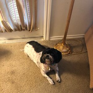 Meet your Posher, Janet